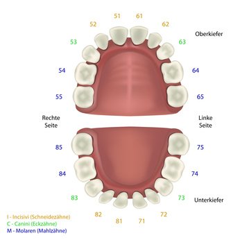 Mit in etwa 6 Jahren fängt der Zahnwechsel an. Dabei kann es zu schmerzhaften kleinen Entzündungen im Mund kommen.