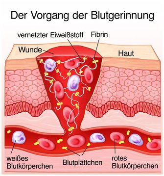 Wundheilung und Blutgerinnung