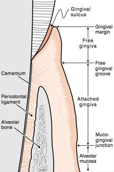 Der Zahnzement ist ein Bestandteil des Zahnhalteapparats.