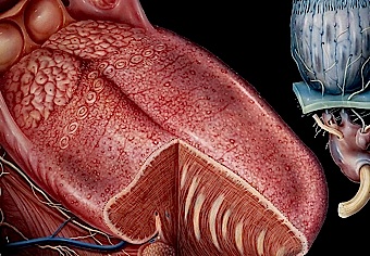 Zunge durch chlorhexamed braune Mundspülungen