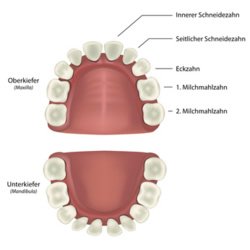 Anordnung (Zahnschema) der Milchzähne
