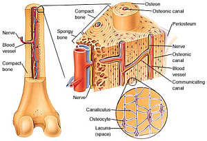 Knochenhautentzündung und Knochenaufbau
