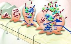 Bakterienansammlung Biofilm