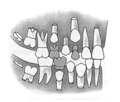 Anlagen der Zähne beim Menschen