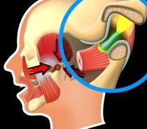 Funktionsweise von einem Kiefergelenk