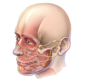 Der Trigeminusnerv im Gesicht