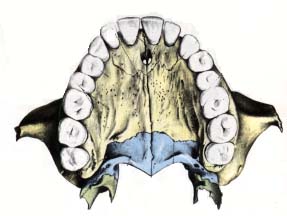 Harter Gaumenknochen