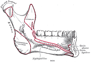 Die Mandibula besteht aus zwei Kieferwinkeln, dem hier ausgehenden Kiefermästen und dem Körper
