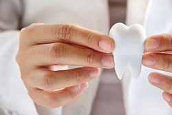 Molar Molar im vergrößerten Model