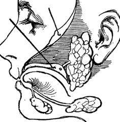 Im Mund sitzen eine Reihe von Speicheldrüsen, beispielsweise im Ohrbereich, dem Unterkiefer oder unter der Zunge.