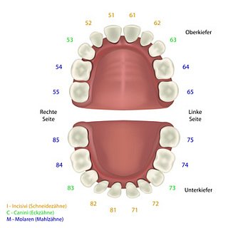Das Zahnschema dient dazu, Aussagen über die Gesundheit der Zähne dem jeweiligen Zahn zu Zuordnen.