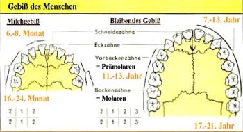 Das Gebiss Des Menschen In Seiner Gesamtheit